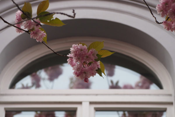 Radeln ohne Alter Bonn_Kirschblüte Bonn