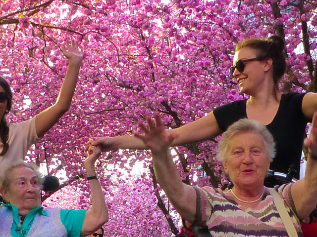 Radeln ohne Alter Bonn_Kirschblüte Bonn